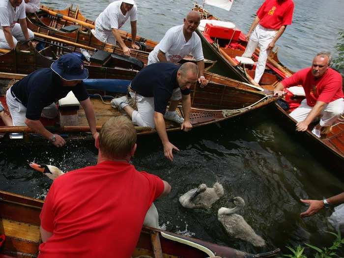 When a brood of cygnets is sighted, the uppers  shout "All-up!" before surrounding the birds and capturing them.