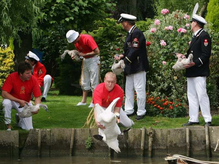 The swans are safely released afterwards.