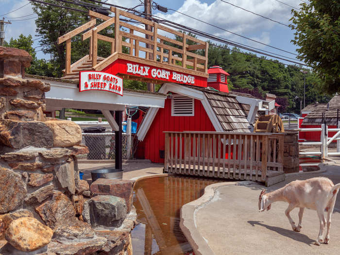 It was an actual petting zoo, and the goats sure seemed happy.