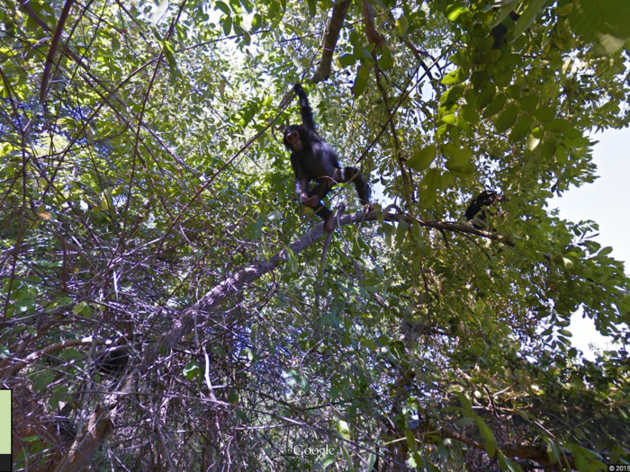 A photographer looked up and saw a chimpanzee at Gombe National Park in Tanzania.