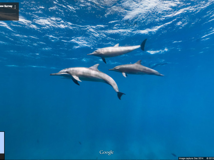 These dolphins were swimming in the Canal de Sela Ginete in Brazil.