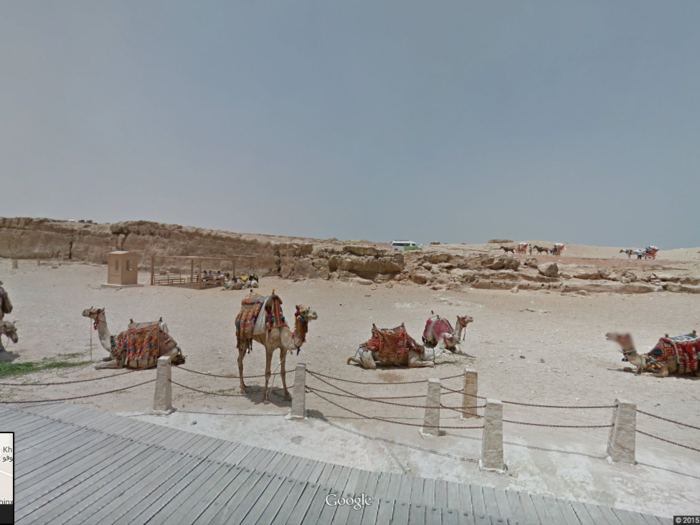 Camels relax near the Great Pyramids in Egypt.