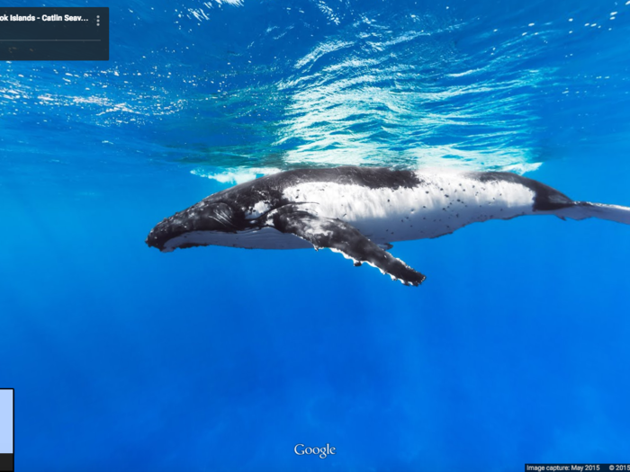 This humpback whale was spotted near the Cook Islands in the South Pacific.