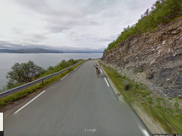 In Norway, a Street View car caught a reindeer running down the road.