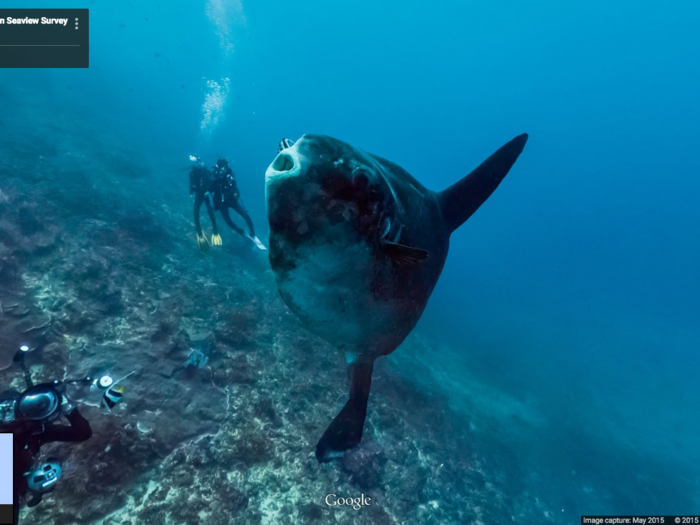 A giant sunfish was caught on camera in Bali.