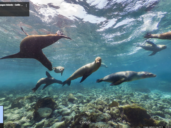 Sea lions play in shallow water near the Galapagos Islands.