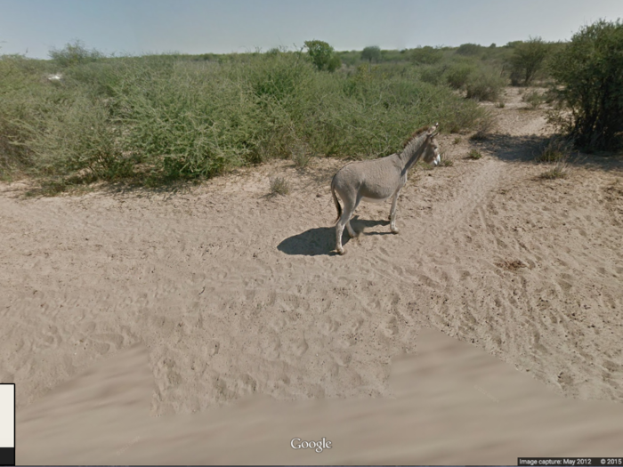 A donkey roams in Botswana.