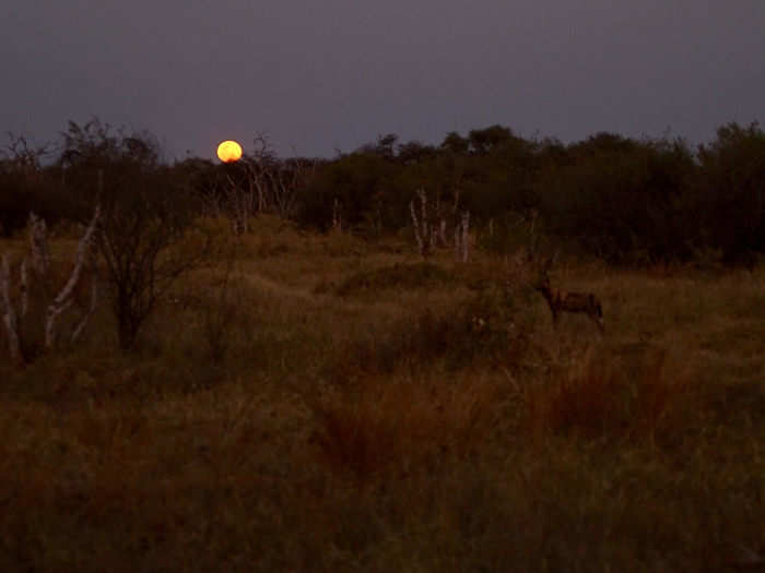 The moon rises over Botswana, while an African wild dog stands in the foreground.