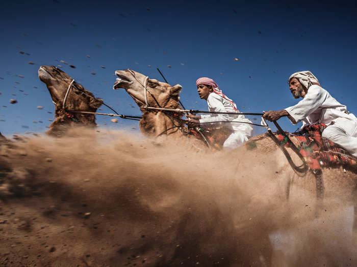 Camel Ardah: "Camel Ardah, as it called in Oman, is one of the traditional styles of camel racing between two camels controlled by expert men. The faster camel is the loser so they must be running at the same speed level in the same track. The main purpose of Ardah is to show the beauty and strength of the Arabian camels and the riders