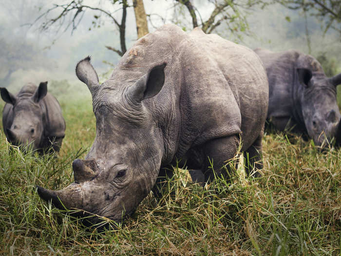 White Rhinos: "The night before this photo, we tried all day to get a good photo of the endangered white rhino. Skulking through the grass carefully, trying to stay 30 feet away to be safe, didn