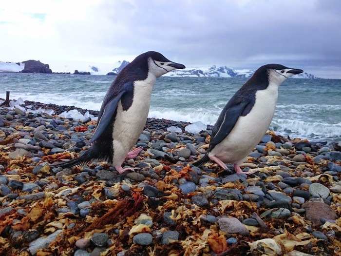 According to Garfors, "penguins in their real environment are a must see. They are incredible swimmers, and posers."