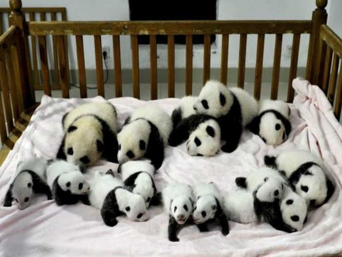 Panda nanny