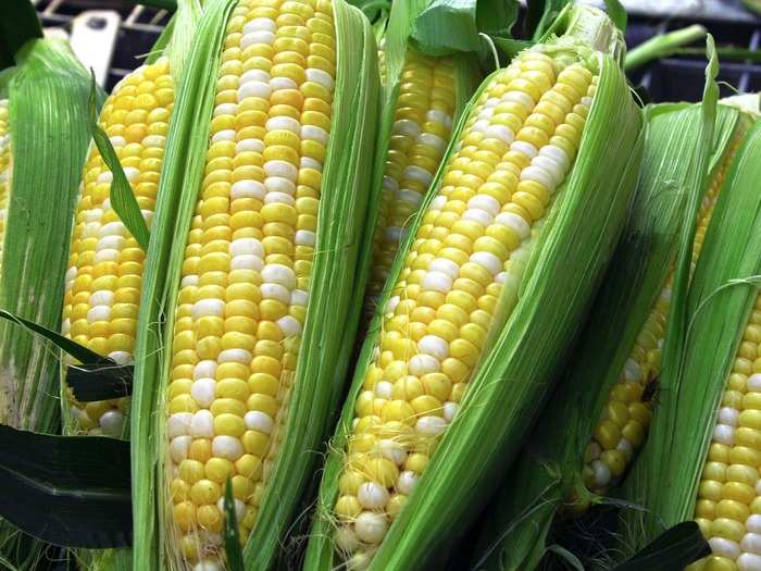 Corn was domesticated hundreds of years ago as well, but the stuff we eat today has been modified further — with genes from living things that are not plants.