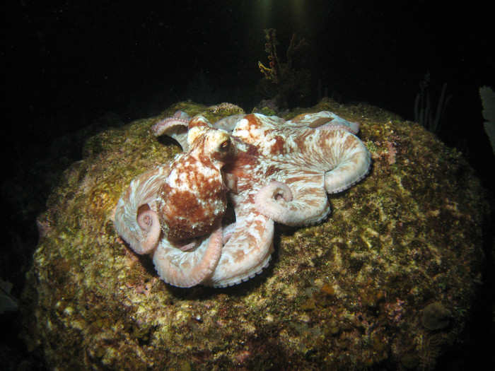 Not all, but some types of male octopus will steer clear from a female mate. Instead of getting close, he