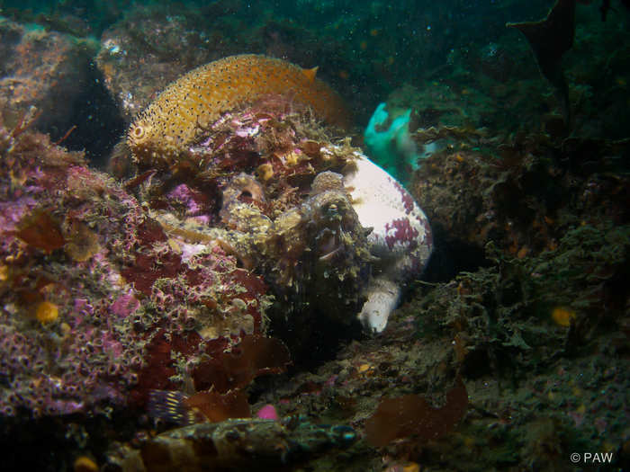 And sometimes their hearts will skip a beat. In a 1970s experiment, a male octopus