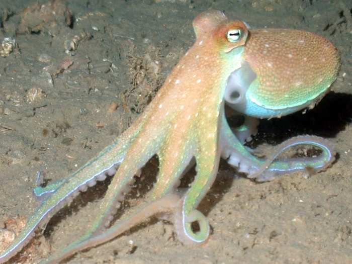 Because swimming is so tiring, an octopus