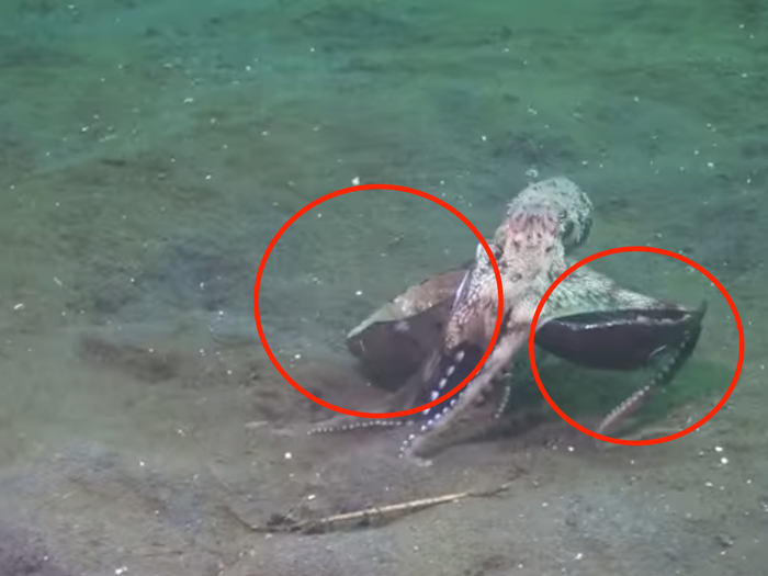 But walking is slow and makes the octopus vulnerable to predators. As a result, some octopuses carry protection with them. Here an octopus is transporting two empty coconut halves it can hide inside if necessary.