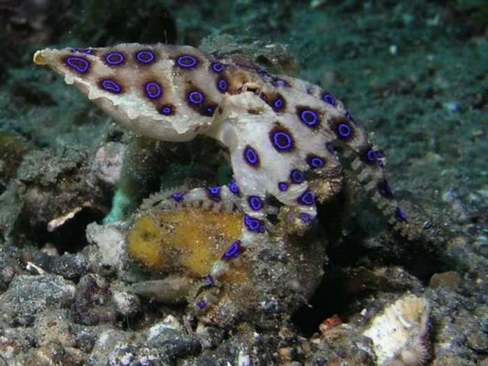 Their skin-changing abilities also make octopuses invisible to unsuspecting prey and therefore effective hunters. Through a lethal bite, they