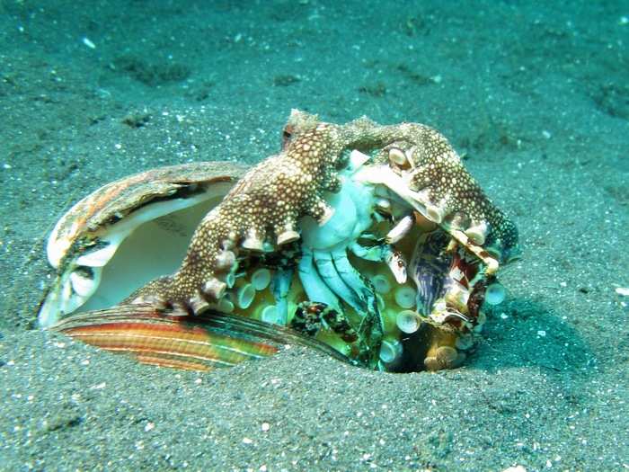 In general, octopuses are not picky eaters: some of the things found in the stomachs of captured octopuses are shocking: clams, crabs, hermit crabs, lobster, and even seagulls. Check out the poor crab in this photo: