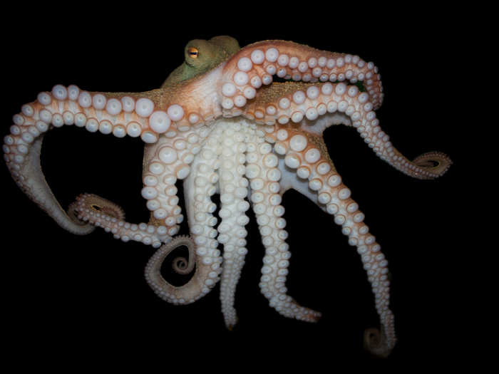 The average octopus has 240 suckers per arm. That adds up to 1,920 suckers total. Each sucker is strong enough to hold 35 pounds.