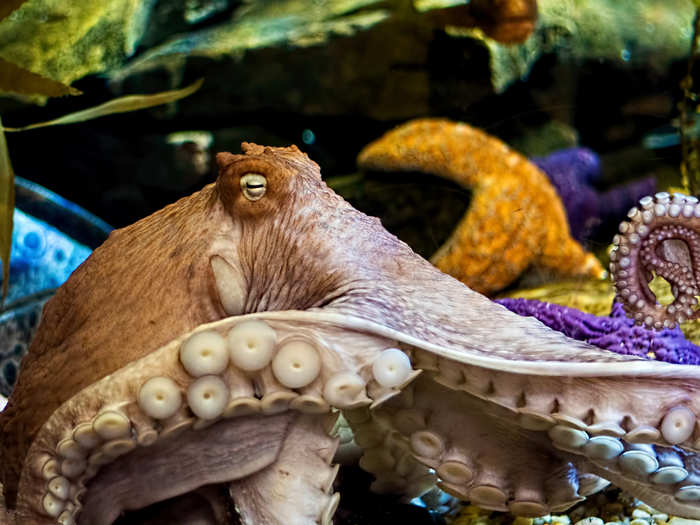 Octopus suckers are equipped with chemoreceptors which can 