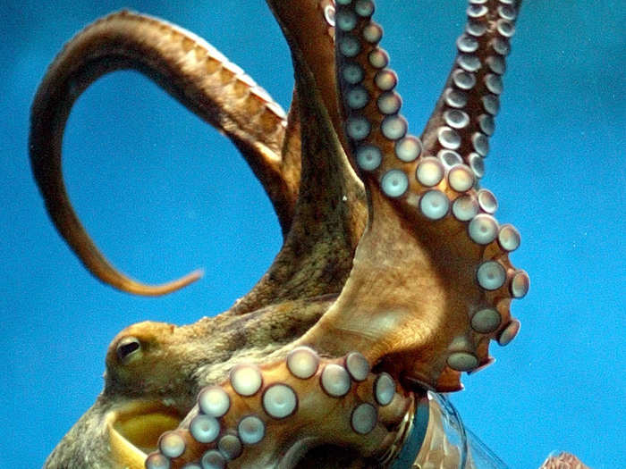 Scientists have tested octopuses