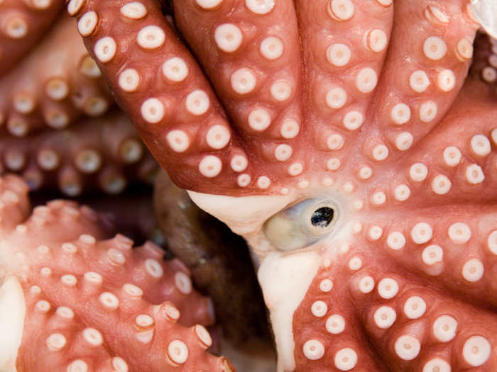 Just by looking at them, you can see that octopuses are squishy. But you