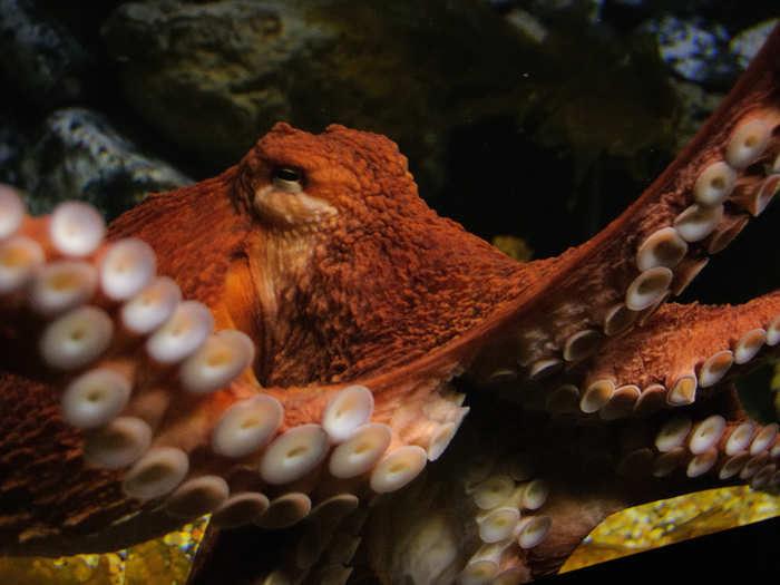 Octopuses can even distinguish one human from another. The most convincing evidence for this is through anecdotes: A certain watchman at the Seattle Aquarium would always shine her flashlight into some of the darkened exhibits and the giant Pacific octopus residing in one didn