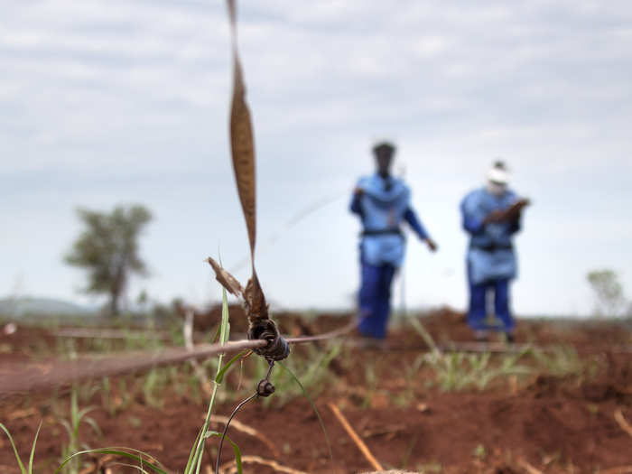 But many of these countries are beginning to use a new and adorable method of mine detection: Gambian pouched rats, which can work with anybody and can be trained to sniff out the chemical Trinitrotoluene (also known as TNT) inside the explosives. They are also light enough that they don