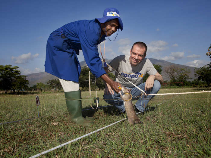 The non-profit Apopo has been training rats to find land mines and clear fields since 1998. Apopo was founded by product designer Bart Weetjens, seen below, from Belgium, who has been interested in trying to solve the landmine problem in Africa for more than 20 years.