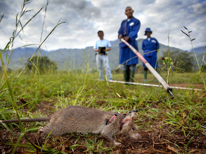 Weetjens came up with the genius idea after reading a paper in 1995 about rodent sniffing ability. In 1997, after teaming up with Ron Verhagen, a rodent expert at the University of Antwerp, he settled on using Gambian pouched rats as living bomb sniffers.