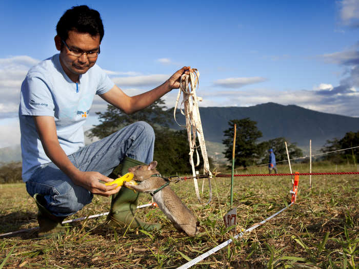 The rats start their training at birth, learning to detect the smell of the TNT that’s in explosives. They must navigate test minefields and correctly identify explosives in order to earn a reward. After about nine months of training the rats are ready for deployment to mine-ridden countries all around the world.