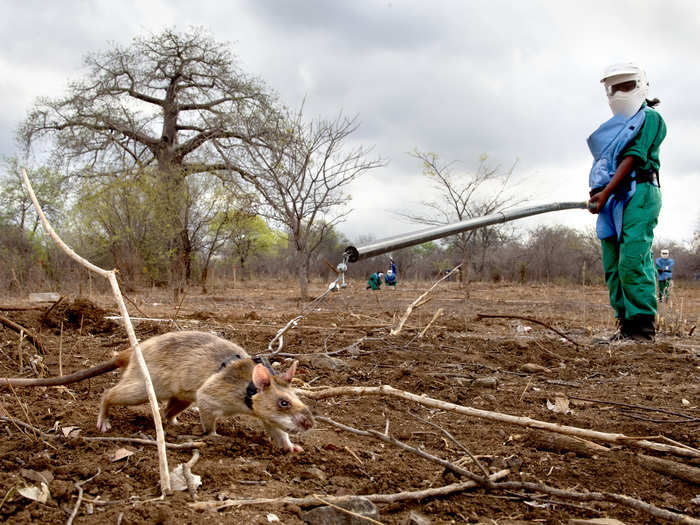 Once at a real minefield handlers hookup the rats to a pole and leash apparatus and navigate them through the field. The rats remain out in front to safely identify the mines, keeping their human handlers out of harm