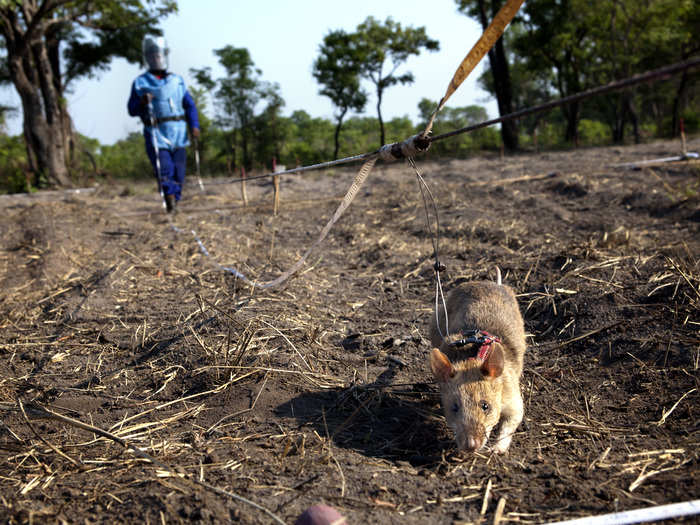 The rats are extremely accurate and efficient in clearing a mine field. While a 200 square meter field might take a human with a metal detector three days to clear, the rat can clear it in about 30 minutes.