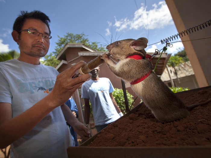 After about five years in the field the rats retire from active duty and live out the rest of their lives back in Tanzania being cared for by handlers.