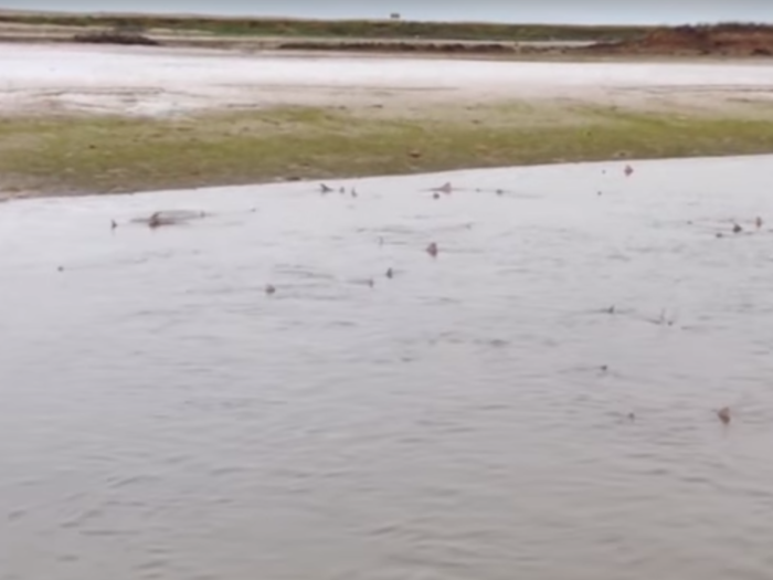 Sharks sometimes turn up in unexpected places. Scientists were surprised to find 50 smooth-hound sharks swimming in shallow, intertidal waters off the coast of West Sussex, England. These sharks are normally found in offshore, coastal waters.