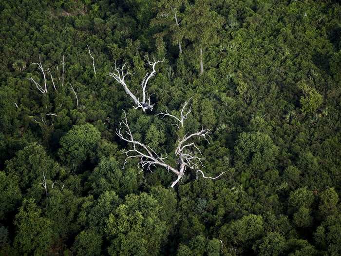 But unfortunately, the marsh wetlands, where these dead trees are, have been shrinking, in part due to Katrina and other hurricanes that pick up sediment and carry it elsewhere.