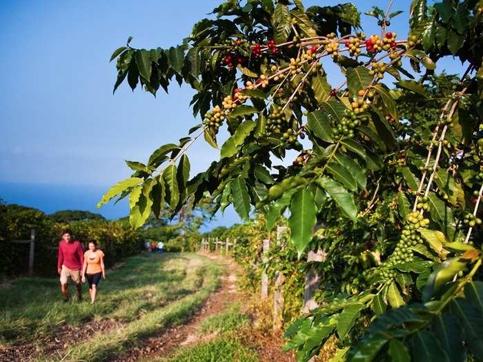 Go on a Kona Coffee Farm Tour