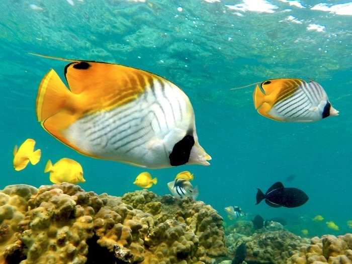 Swim Through Coral Gardens on the Kona Coast