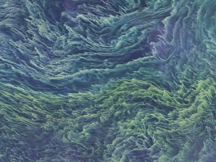 Researchers saw what they think is a beautiful bloom of phytoplankton, made mostly of microscopic plants.