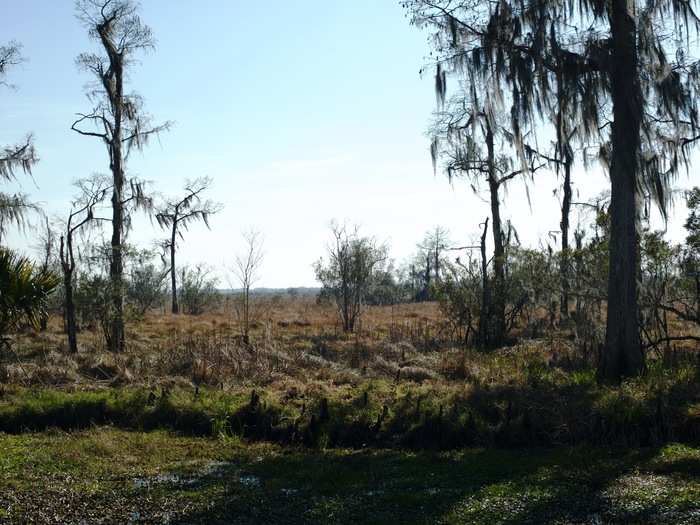 Much of what has been lost is valuable marshland, which helps buffer storm impacts and absorb flooding. The marsh photographed here, part of Barataria Preserve, is likely to be gone in a few years.