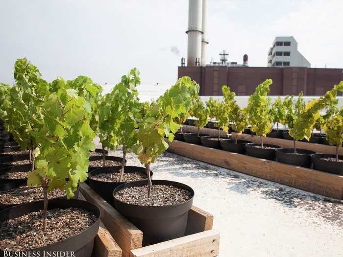 After the success of the pilot project, Shomaker got in touch with Red Hook Winery and Brooklyn Grange, a rooftop farm and major player in the urban agricultural industry. These two businesses introduced him to the Brooklyn Navy Yard as a potential location for Rooftop Reds.