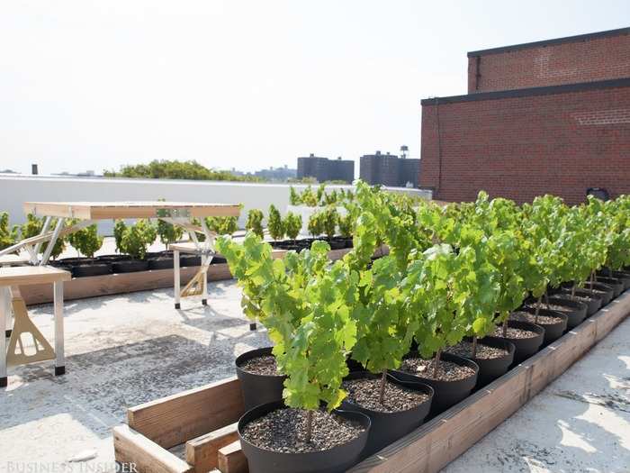 Brooklyn Grange had already established a location in the navy yard back in 2012, giving Shomaker the confidence that the idea of Rooftop Reds would be well-received there, and it was. "We’re agricultural manufacturing, and this is a manufacturing zone, one of the last — if not the last — manufacturing zones in New York City. So artisanal craft businesses like Rooftop Reds which are reviving manufacturing are completely checking off their boxes," Shomaker said.