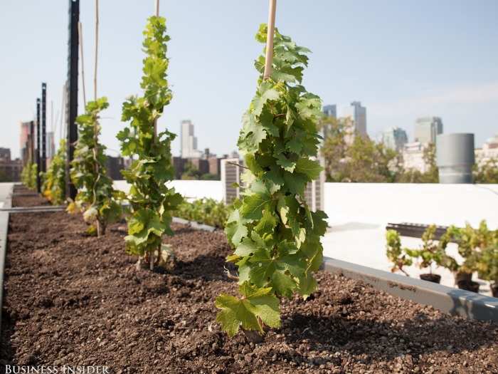 Besides the pilot project, Shomaker conducted an extensive climatic analysis — which he used as his thesis while he was in wine school — and used the help and research of multiple top viticulturists at Cornell University.