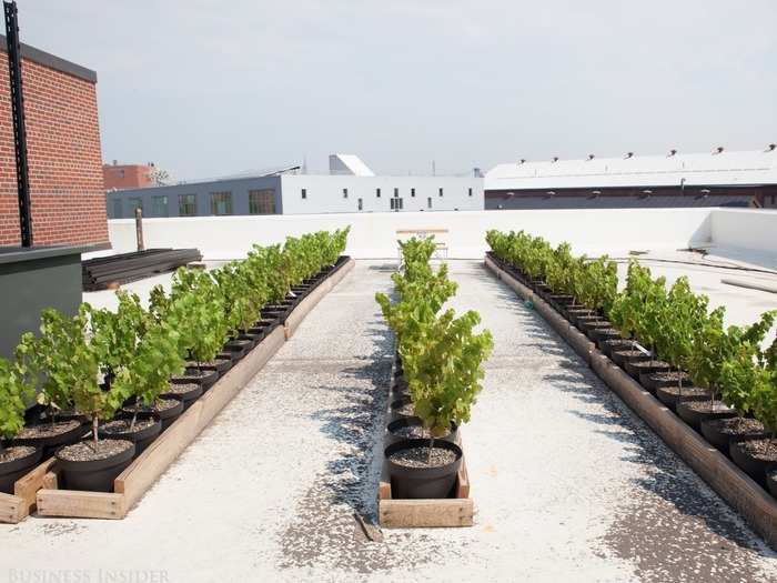 Having just signed the official lease for the rooftop space and finished the planting of the vines, Shomaker hopes to open Rooftop Reds by mid to late September.