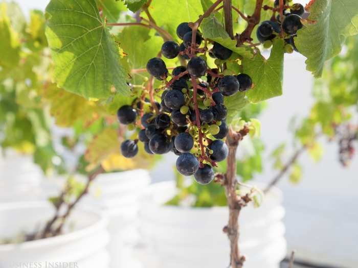 Along with the wine Rooftop Reds will source from their partner, Point of the Bluff Vineyard, which sits on Keuka Lake in the Finger Lakes, the rooftop vineyard will produce all five traditional Bordeaux red varietals at their future wine production facility that will be built on site: Cabernet Sauvignon, Cabernet Franc, Merlot, Petit Verdot, and Malbec. Shomaker is hoping to release New York City