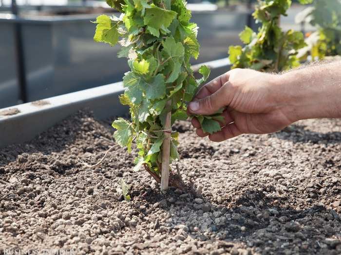 Shomaker hopes that Rooftop Reds will "provide New Yorkers with a grape to bottle experience" that many other urban wineries don