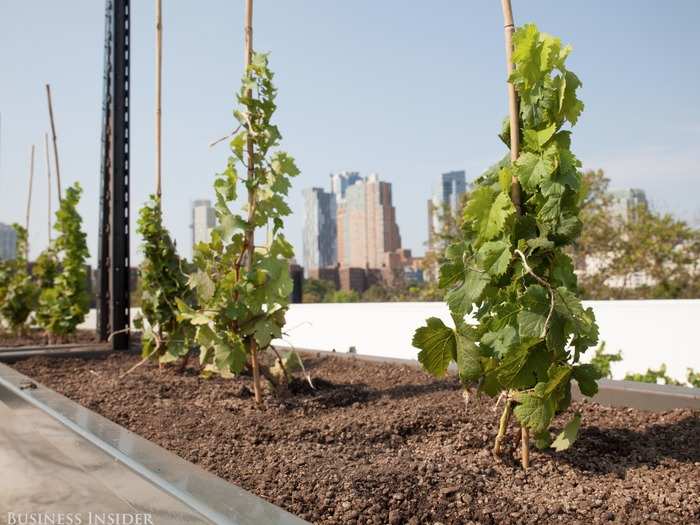 Shomaker says the biggest challenge in establishing Rooftop Reds was "understanding the requirements of what it takes to start a business and getting past all the bureaucratic hurdles." Because the vineyard is the first of its kind, Shomaker had a lot of explaining to do throughout the process.