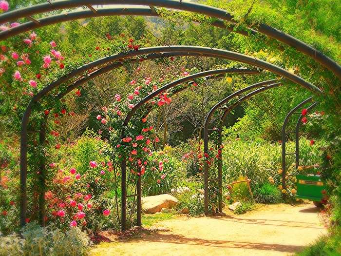 Get lost in the serenity of Descanso Gardens, a garden that is 160 acres in size and includes an Oak Forest, Japanese Garden, and Rose Garden.