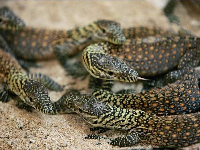 In theory, parthenogenesis poses a big problem for genetic diversity. In 2006, scientists learned that two female Komodo dragons were capable of producing offspring when separated from male dragons. Luckily, the female dragons could switch between virgin births and sexual reproduction if males were around.